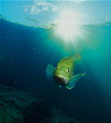 bass in freshwater.f100 and 18 mm. by Gregory Grant 